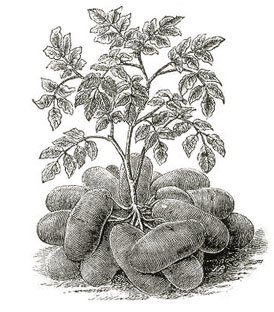 Good Potato. A phrase or term of endearment describing an industrious, salt-of-the-earth individual